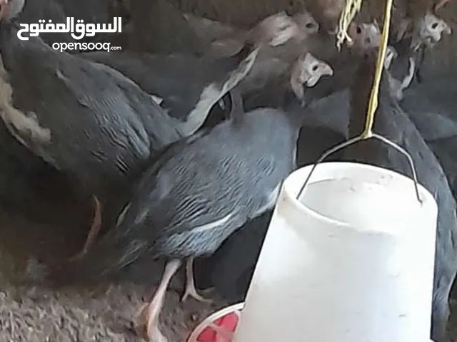 دجاج حبشي بط مصري