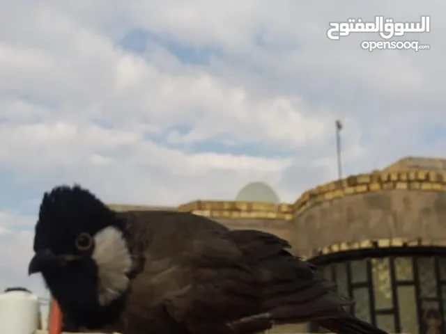 بلبل اليف طينة هوا وقفصة