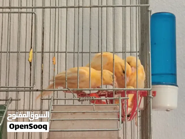 جوز طيور حب  بغباء للبيع
