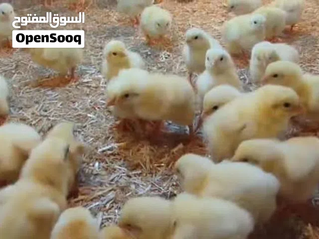 كتكوت لحم العمر يوم ويومين