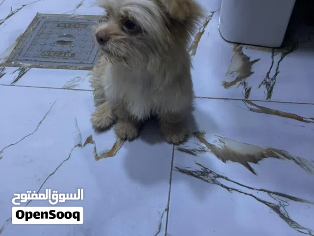 كلب زينة للبيع