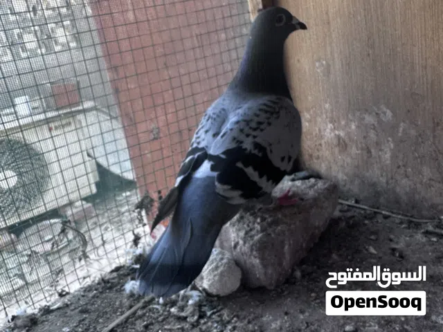 حمتم الزاجل طيور السباق