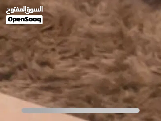 سجاده موكيت