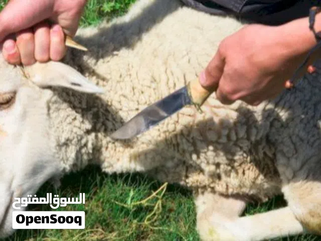 لحام متنقل لذبح الاضاحي بطريقة احترافية