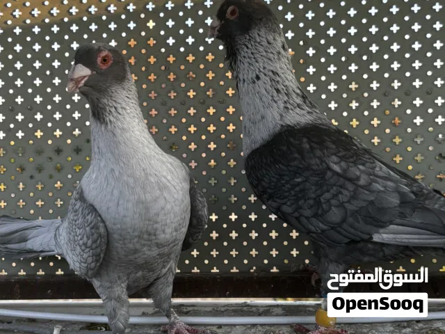 جوزين شغلين مكفولين تعال شوف فراخهم