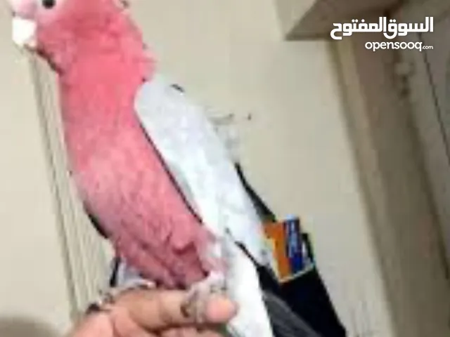 مطلوب ببغاء كوكاتو جالا او لوري او كويكر