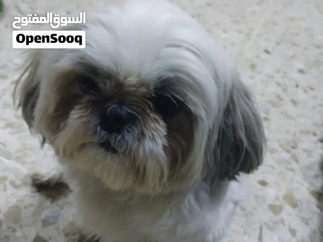 اريد كلب من هذا النوع ويكون انثى