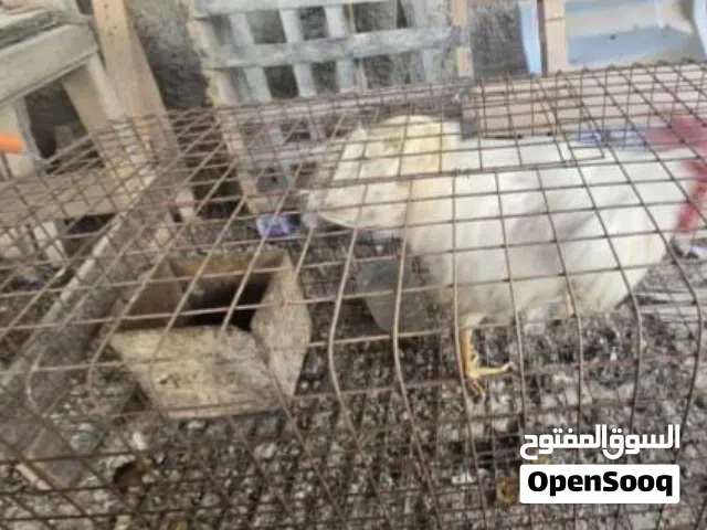 ديك ابيض بحاله جيده قابل للتفاوض