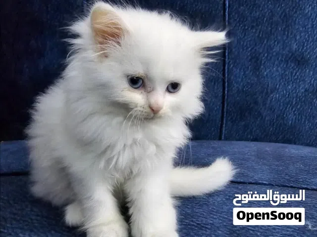 مطلوب قطه هملايا سوكتش بكي فيس