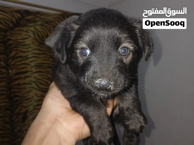 جرو رويال نتاية 35 يوم بسعر لؤطة