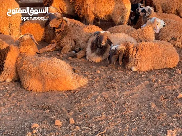 حولي ثلوثي ميزان تبارك الرحمن