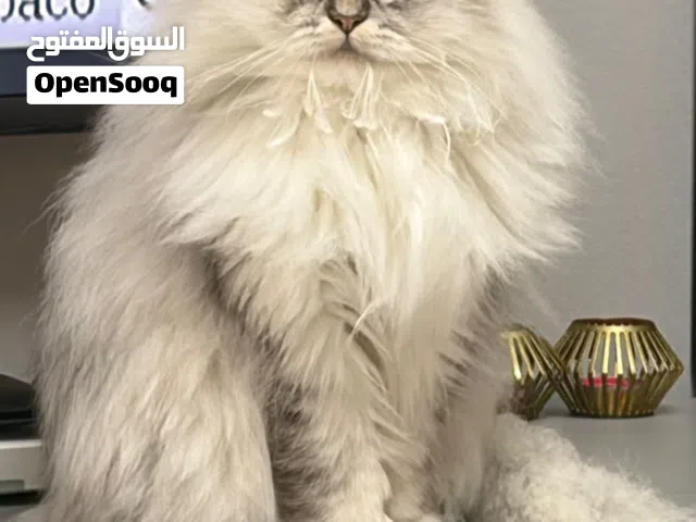قطة نوع شيرازي جميلة جداًً ولعوبه الجنس أنثى