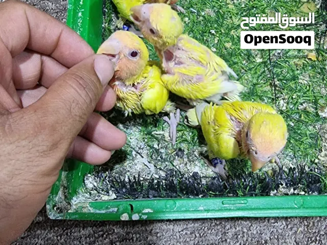 افراخ غندور روز تبزيري محجل بأسمي