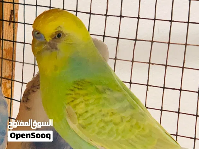 كوبية بادجي كوبيا بغلاينو للبيع