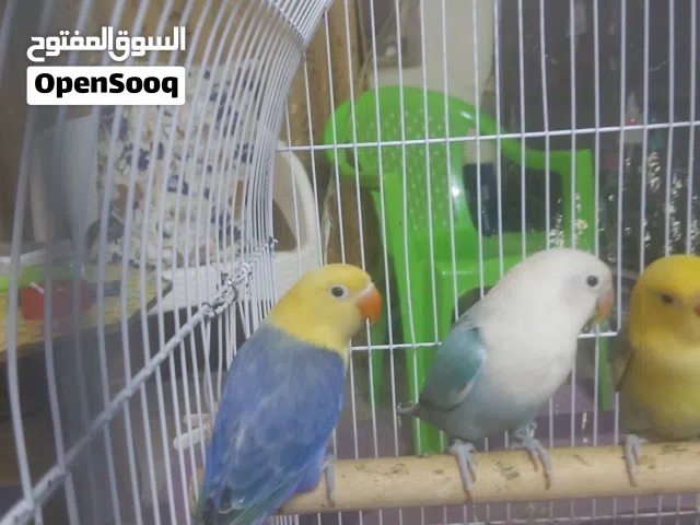 فيشر مخاليف للبيع