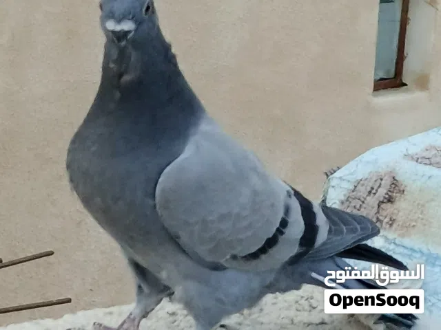 5 فراخ بواقي ال 9  وجوه حلوة ومضبوبة وصحة ونظافة.