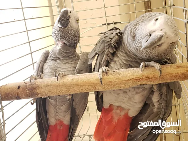 Casco parrots, male and female, over 11 years old, for sale or exchange on Macaw or Silver Crest