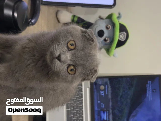 كتن سكوتش فولد ذكر للبيع ب 75 ريال اقل من سعر السوق العمر 3 شهور ماخذ تطعيمه و موجود الكرت لعوب