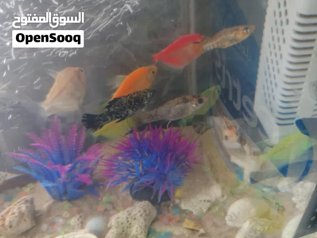 متوفر تترا مولي بالون وشراع ال 4. بدينار ايناث وذكور امايات سوبر
