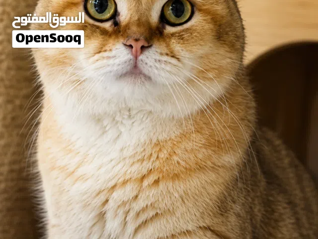 ذكر جولد Ny25