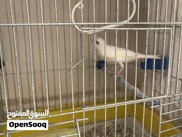 ذكر كناري ابيض
