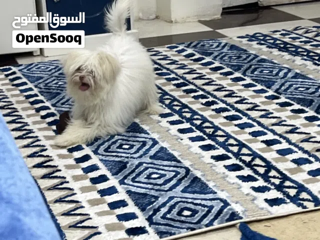 كلب لولوه  سعرو 2000 بال البوكس بتاعه