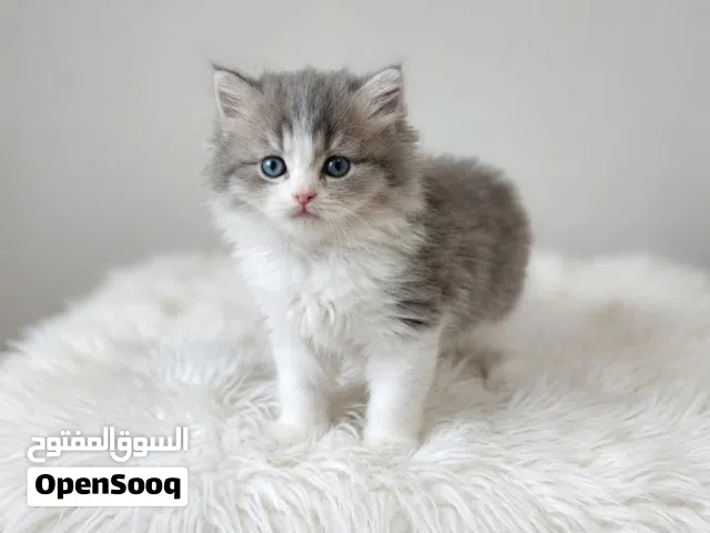 قط بريتش / شيرازي كيتن فضي مميز