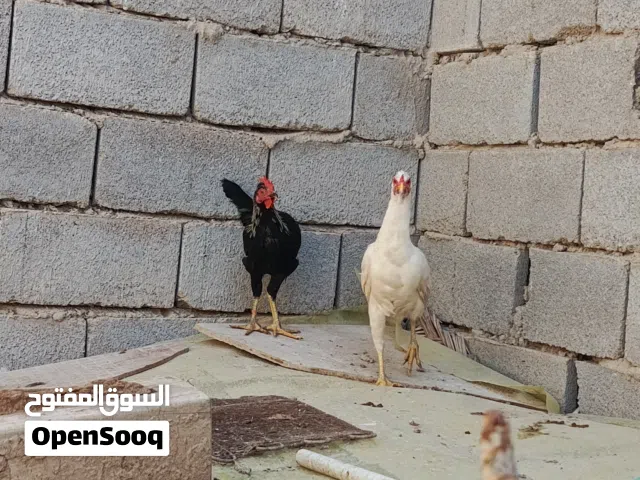 دجاج عرب للبيع