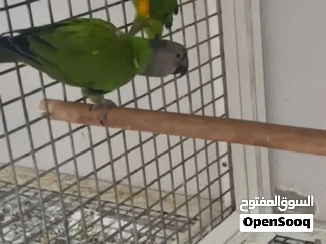 سلام عليكم ألي يبا أزواج سنغالي جاهزة للأنتاج ب 2100 ألي له خاطر يتواصل وياي