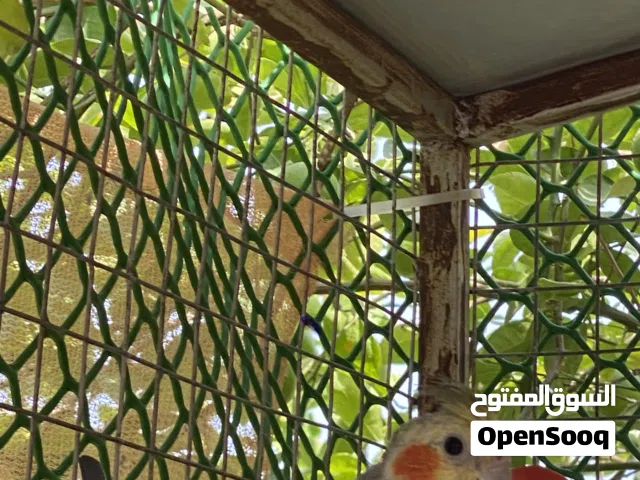 شوف الوصف للبيع زوج روز وأنثى روز وأنثى كوكتيل