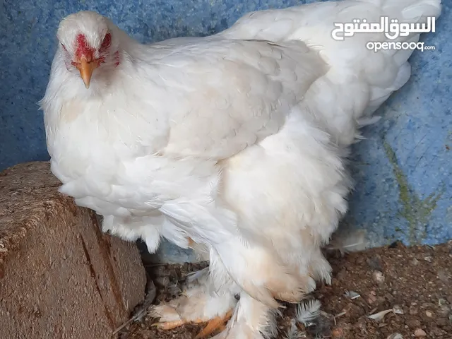 جاج براهما