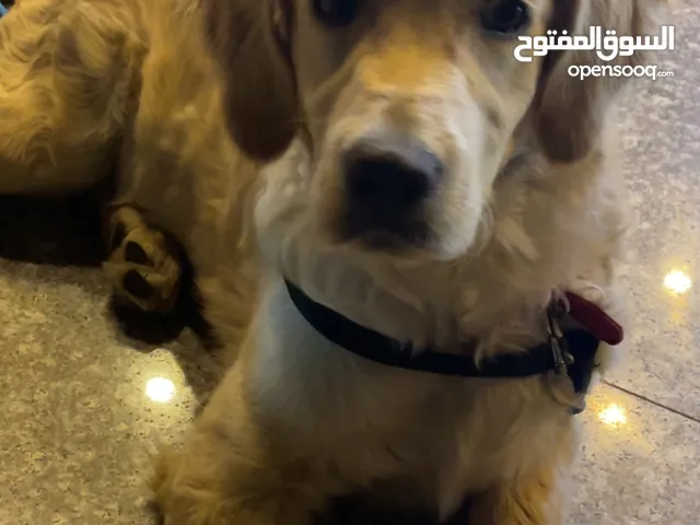 كلب جولدن للبيع