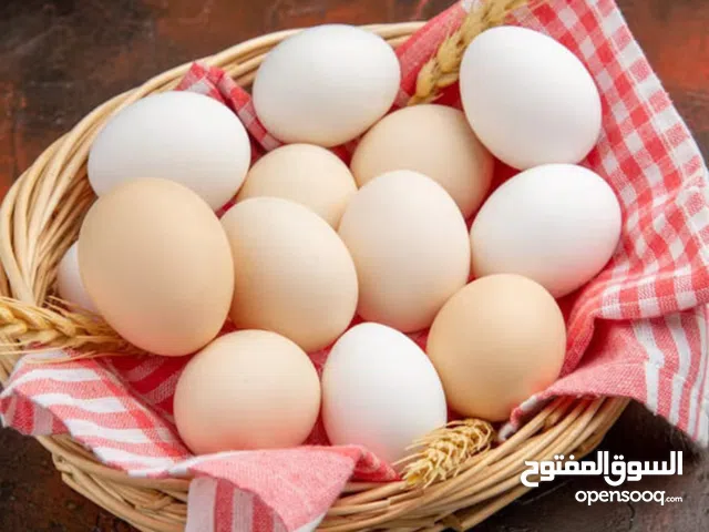 بيض دجاج عرب وكويتي كحلي شرط شد عدد 20 بيضه مكاني ابو.الخصيب سعر 500البيضه