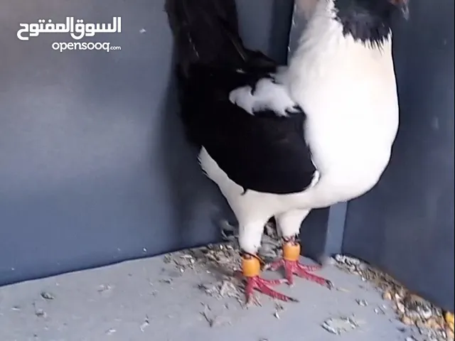 طيرة سيكية سودة