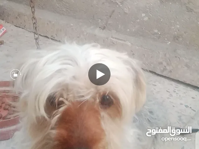 كلاب يورك شير  بسعر مغري موجود في رصيفه حي الرشيد
