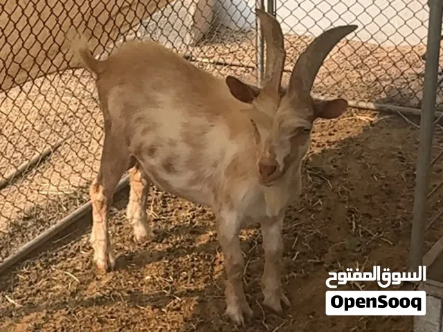ماعز القزم بلجيكي زوج