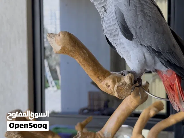 كاسكو عمره 6 شهور