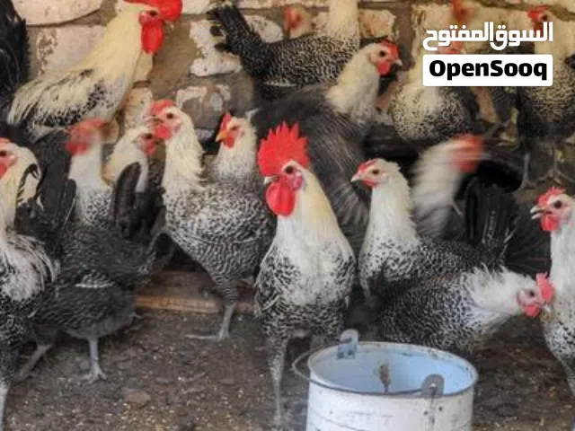 مطلوب دجاج و ديك فيومي رنجي ولا ابيض مش مهم