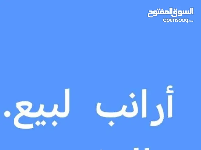 ارانب للبيع