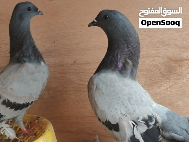 راغت تار كسرة ورعشه مراسله واتساب توا شد  جسم طيب كلش وماغذ كل المضادات للصيف