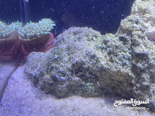 saltwater fish tank for sale