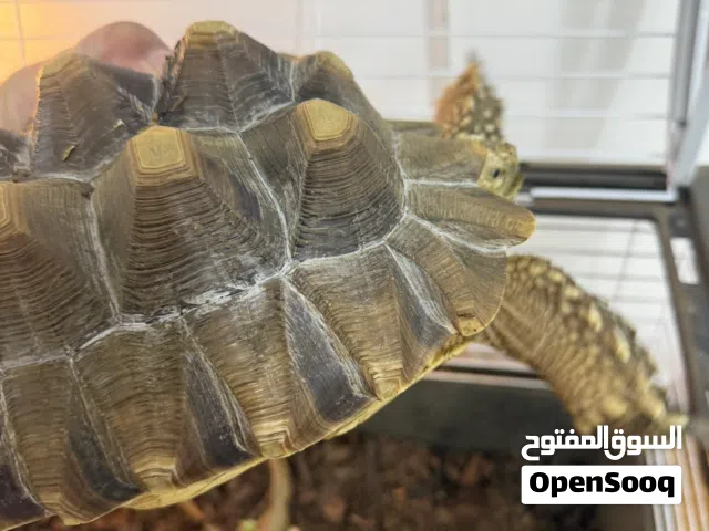 سلحفاة سولكاتا عمرها 3 سنوات واكثر للبيع