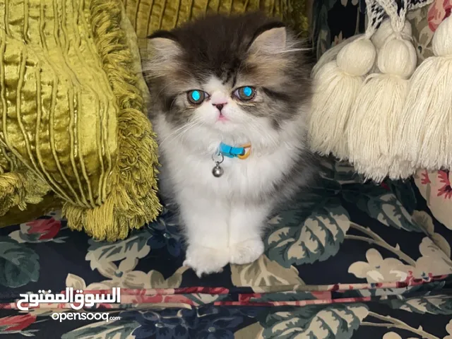 Very Playful (2 Month Old) Pure Persian Peke-faced Male Kitten for Sale