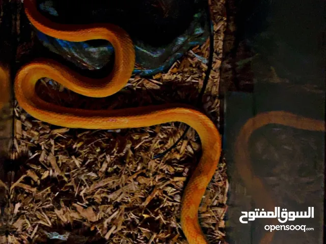 حيا كورن سنيك للبيع بصح جيده