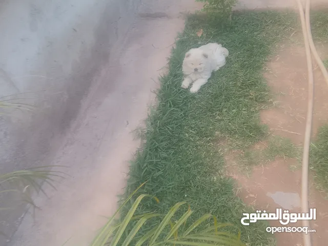 كليب تشاو تشاو شهراين
