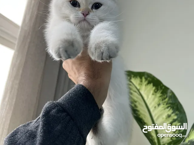قطط سكوتش بيور