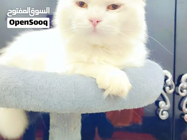 PERSIAN CAT