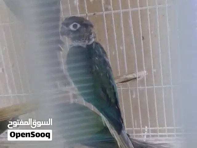 للبيع كنيور conure