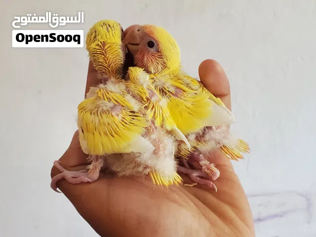 فروخ روز أصفر لاتينو عيون حمر لمحبي التأكيل اليدوي
