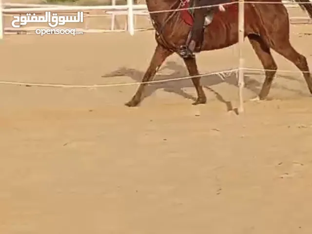 حصان سريع و مروض، مناسب للركوب والتدريب